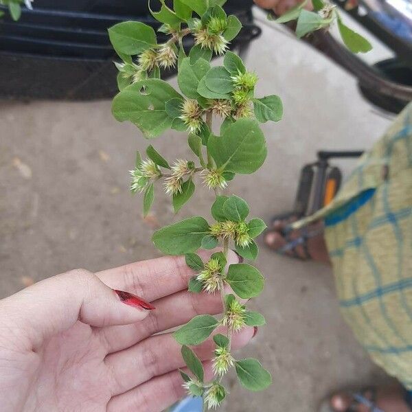 Alternanthera pungens Fruit