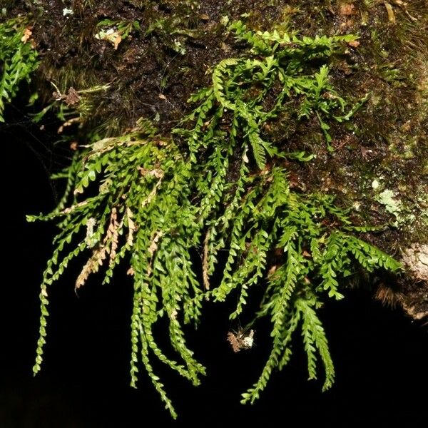 Grammitis cucullata Habitat