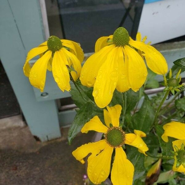 Rudbeckia nitida Квітка