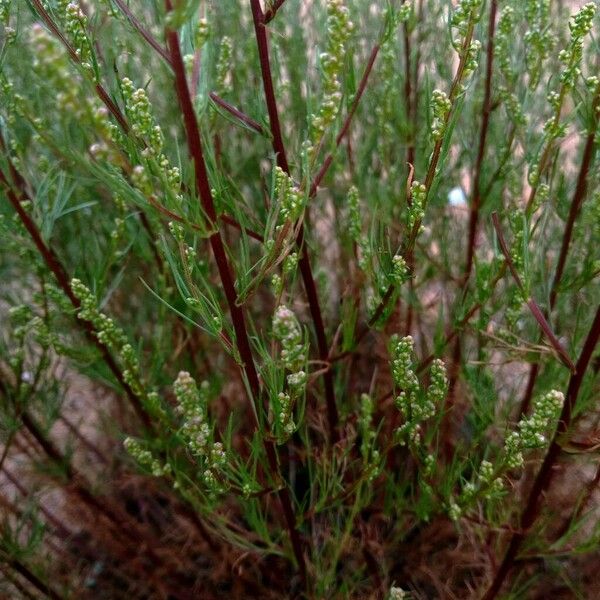 Artemisia campestris Кветка