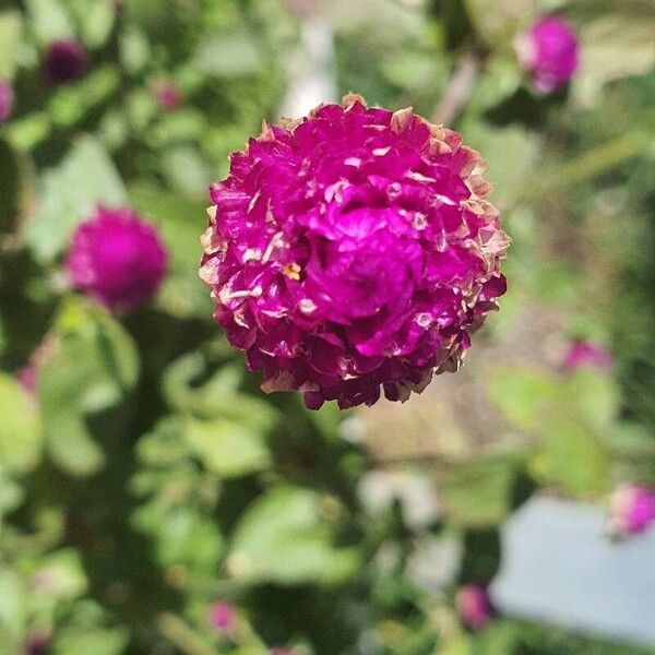 Gomphrena globosa Blüte