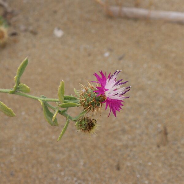 Centaurea sphaerocephala 花