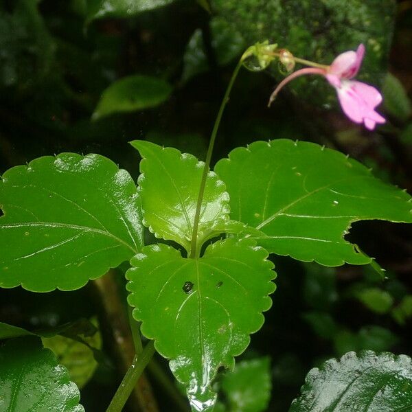 Impatiens filicornu Deilen