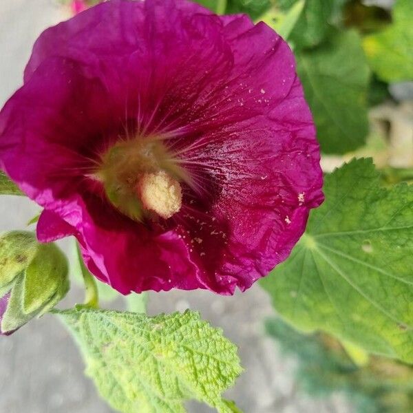 Alcea setosa Flor