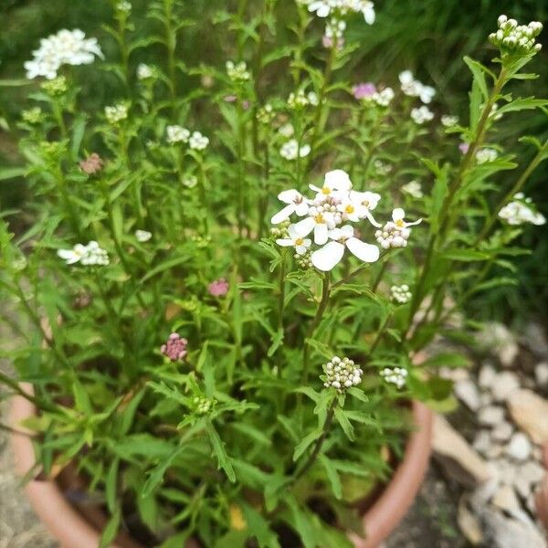 Iberis amara Blüte