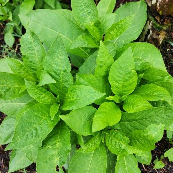 Nicotiana tabacum Lehti