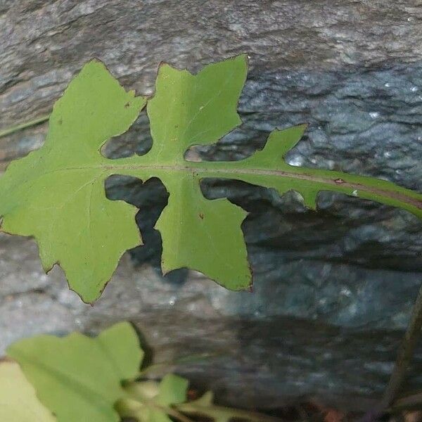 Lactuca muralis 葉