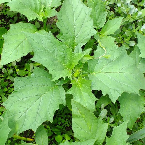 Datura stramonium ᱥᱟᱠᱟᱢ