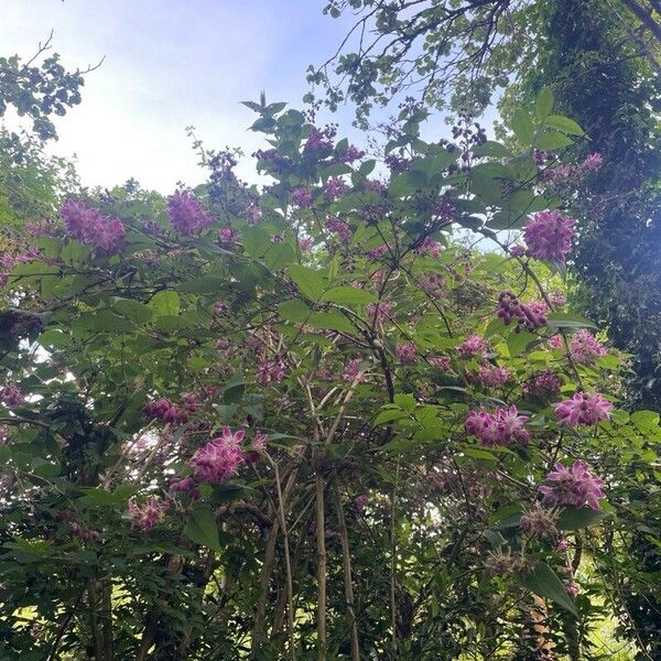 Deutzia crenata Tervik taim