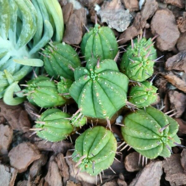 Euphorbia aggregata Cvet