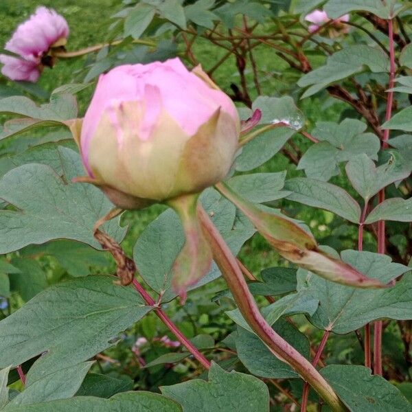 Paeonia × suffruticosa Cvet