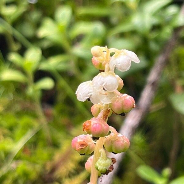 Pyrola minor Flors