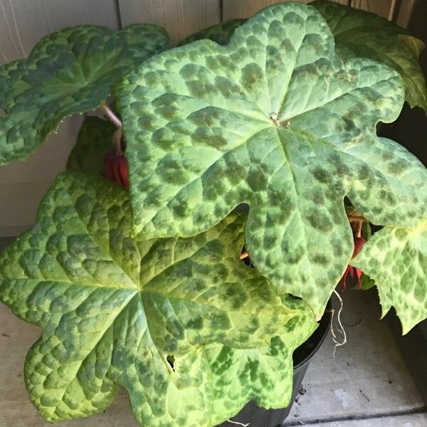 Podophyllum versipelle Foglia