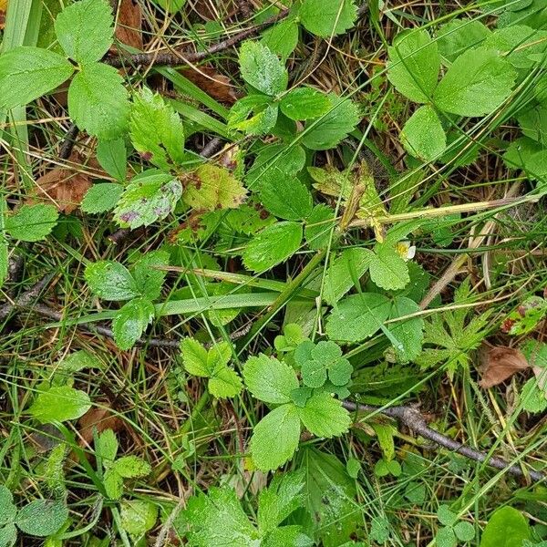 Fragaria virginiana Hábitos