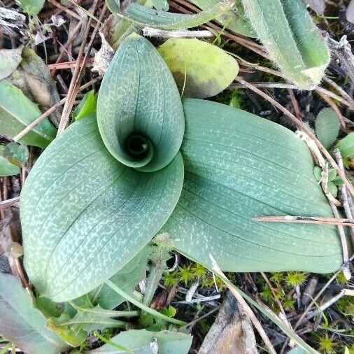 Spiranthes spiralis Leaf