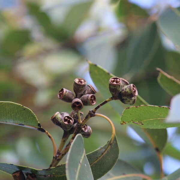 Eucalyptus robusta Fruit