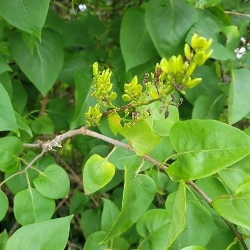 Syringa vulgaris Ліст