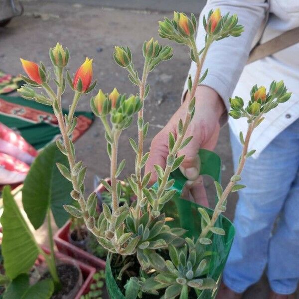 Echeveria setosa Schors