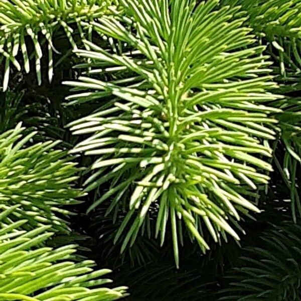 Picea sitchensis Blatt