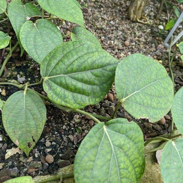 Piper nigrum Leaf