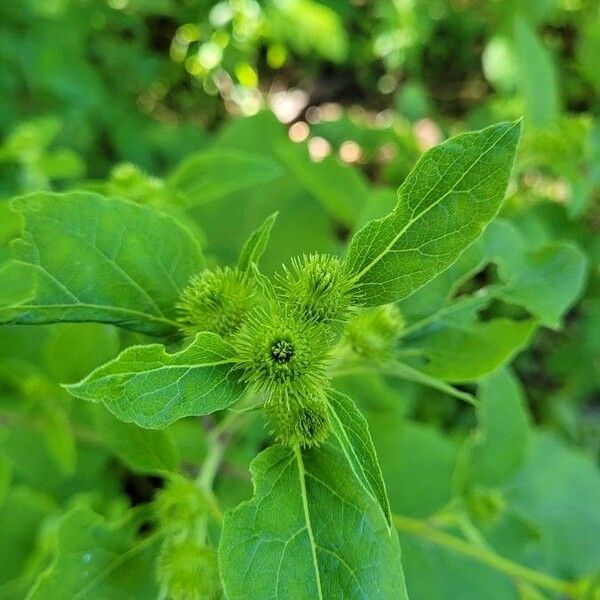 Arctium minus Frukt