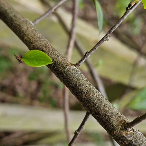 Cotoneaster simonsii Rusca