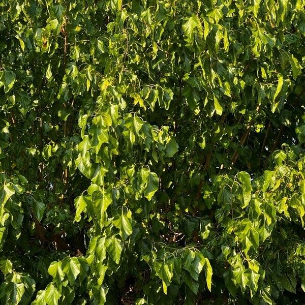 Tilia × europaea Foglia