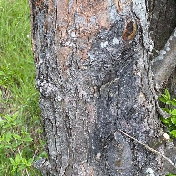 Malus pumila Bark