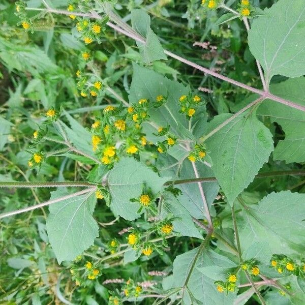 Sigesbeckia orientalis Flower