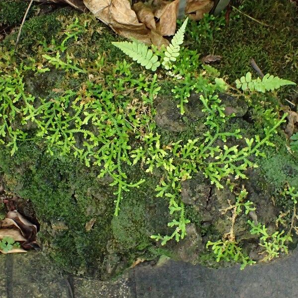 Selaginella obtusa