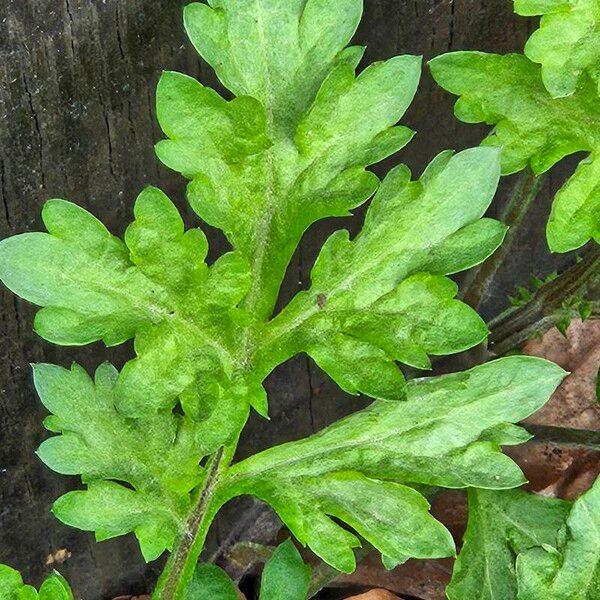 Artemisia vulgaris Leaf