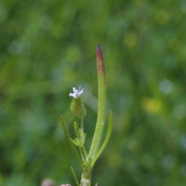 Minuartia patula Çiçek