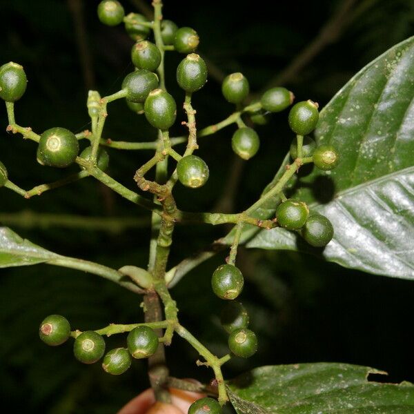 Psychotria panamensis Vrucht