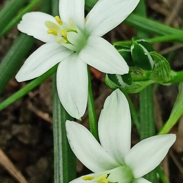 Ornithogalum orthophyllum Flower