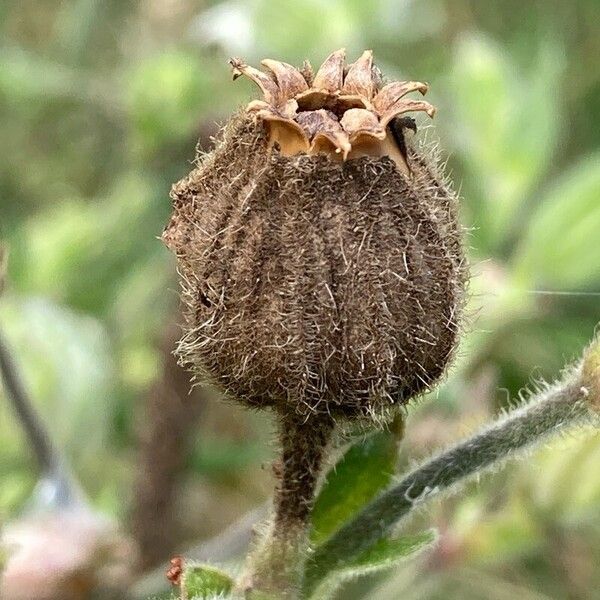 Silene noctiflora Fruit