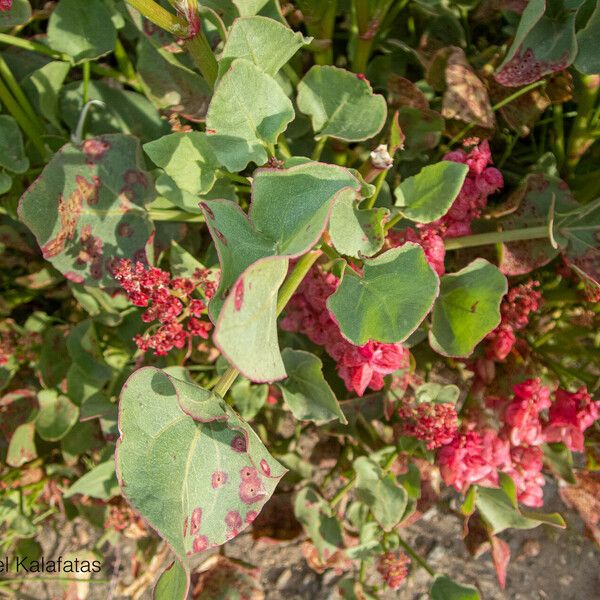 Rumex vesicarius Foglia