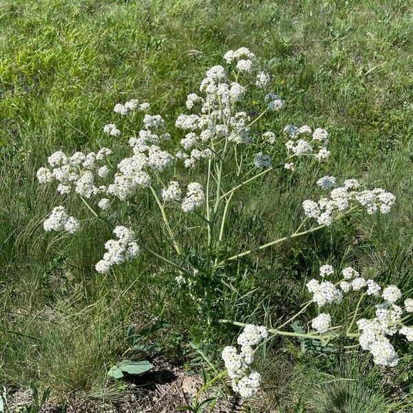 Crambe tataria Flor