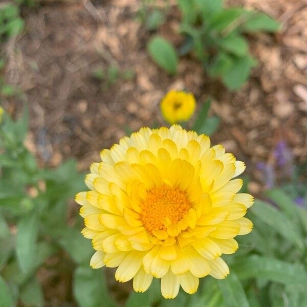 Calendula stellata Virág