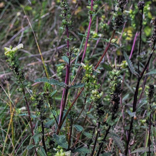 Pedicularis lanceolata Habit