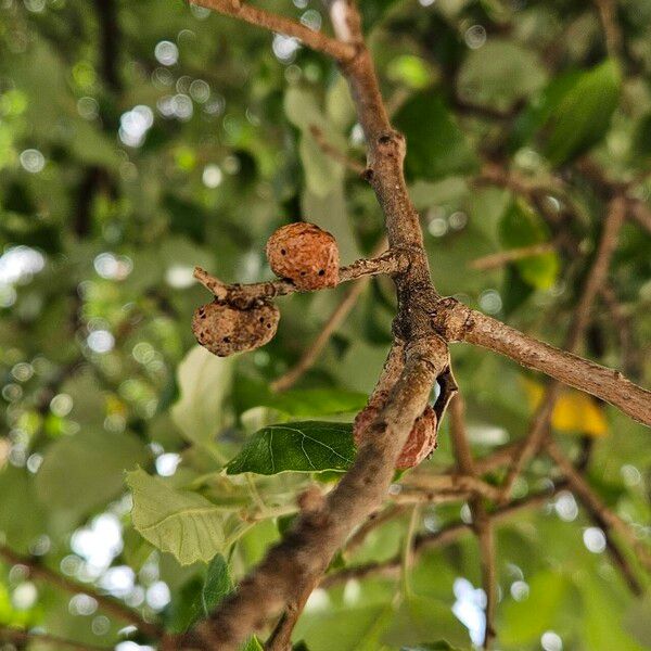 Quercus suber Rusca