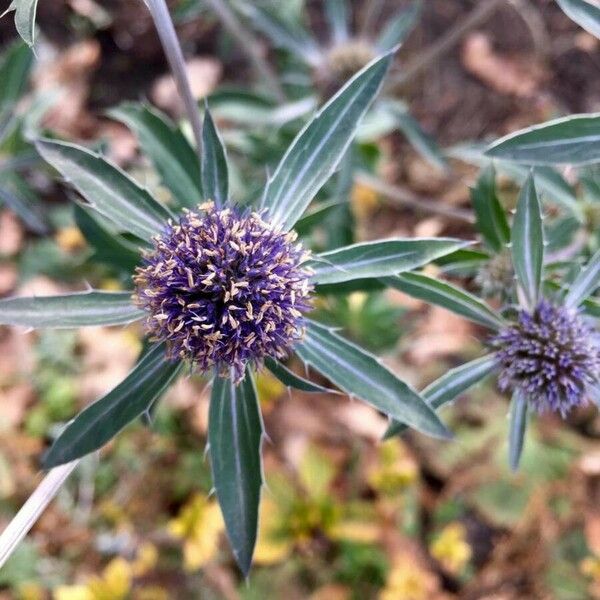 Eryngium campestre 花