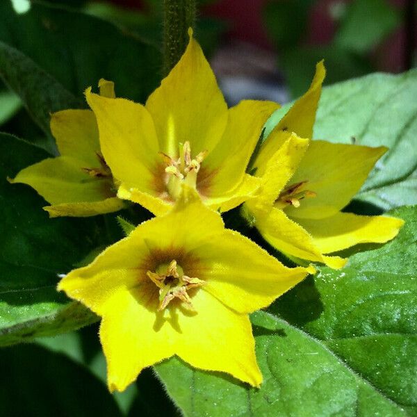 Lysimachia punctata Цветок