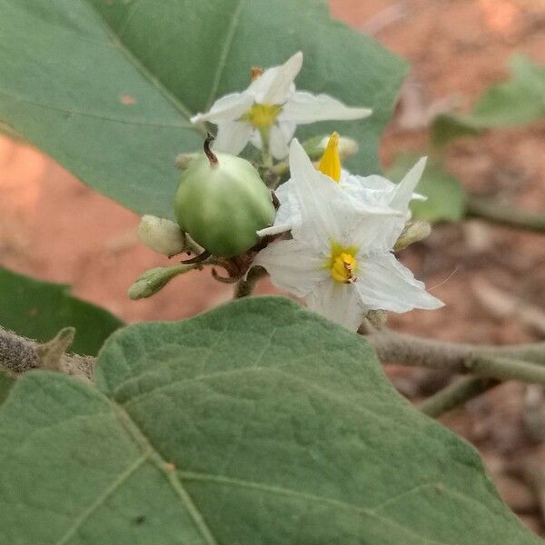 Solanum torvum Fruto