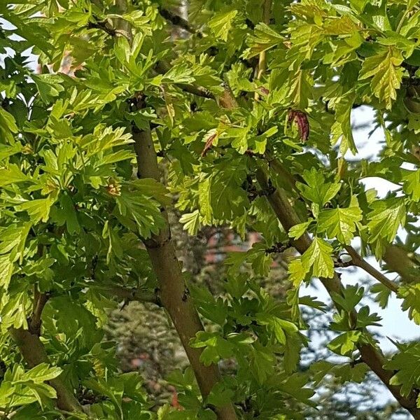 Crataegus × sinaica Frunză