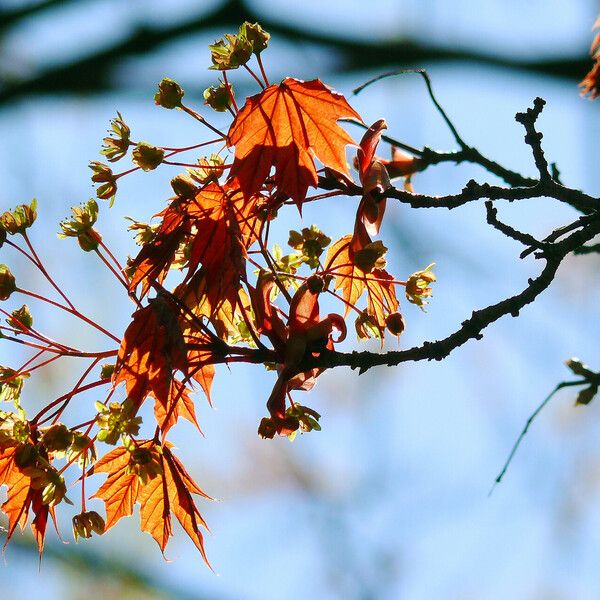 Acer rubrum Folla