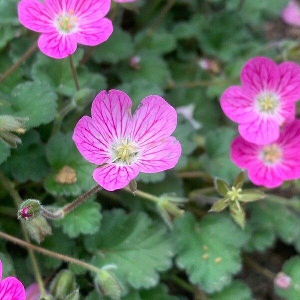 Erodium corsicum Цвят