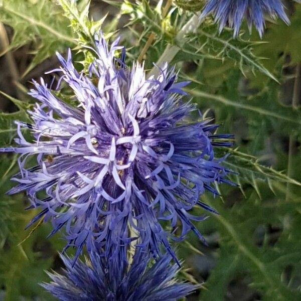 Echinops ritro പുഷ്പം