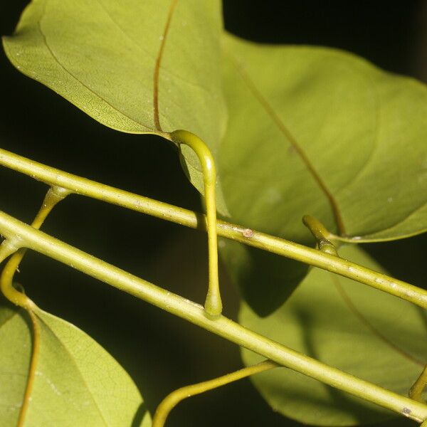 Anomospermum reticulatum पत्ता