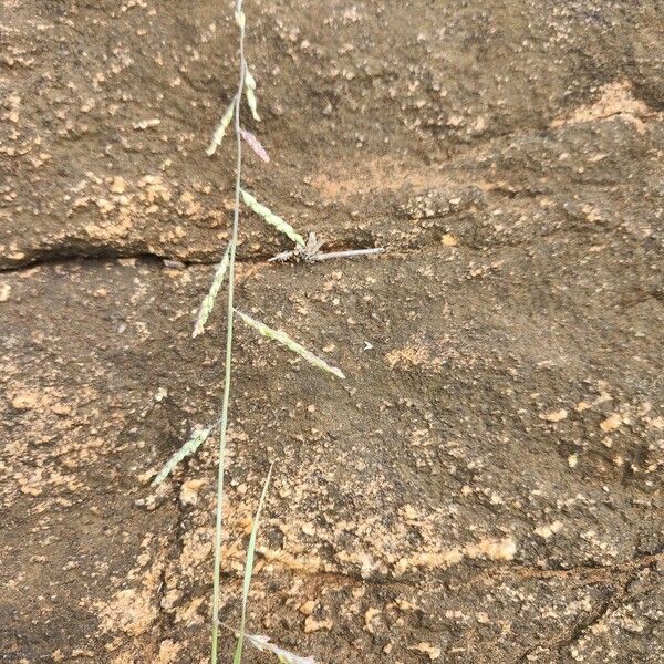 Moorochloa eruciformis Fleur