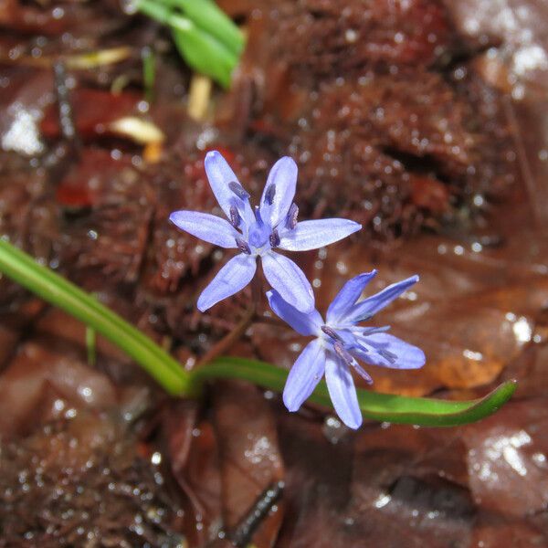 Scilla bifolia 花